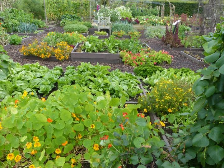 Companion Planting Chart For Vegetable Garden Tomatoes Potatoes And More Guide To 